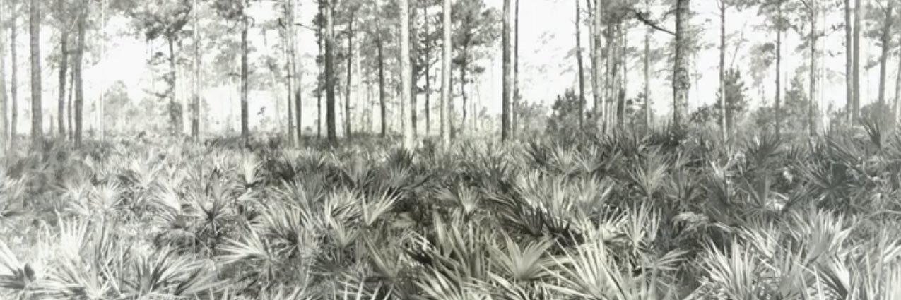 minor_ecologist 🦉🐛🍄🦑🐍🕸 banner