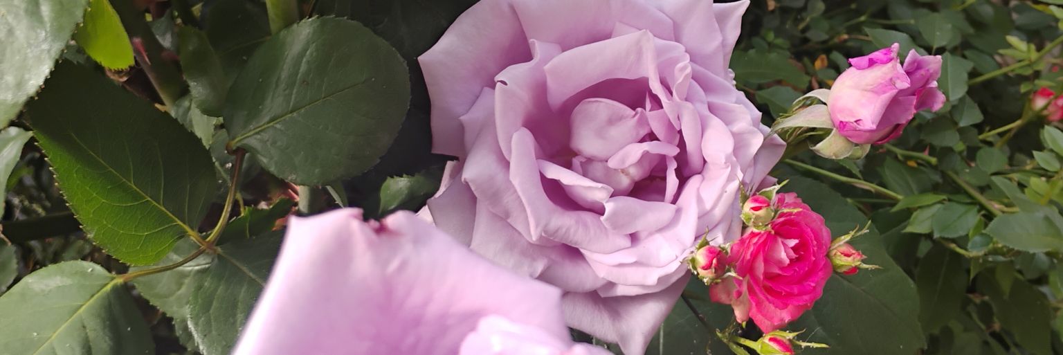 Claudia Flowers banner