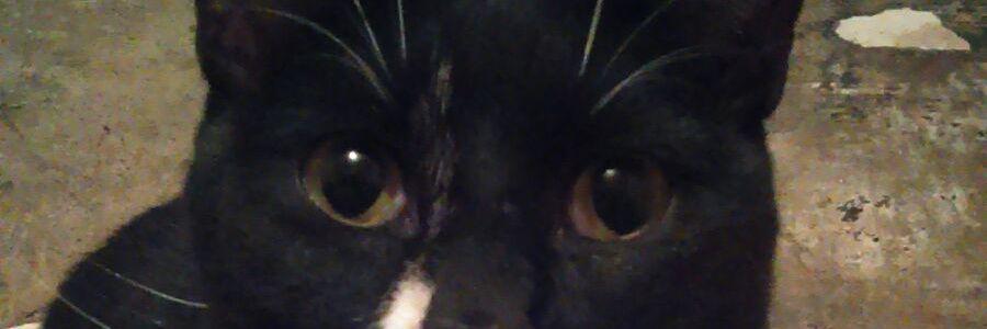 lopezcad's profile banner image