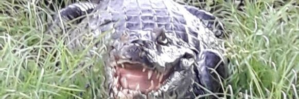 rulitofi's profile banner image