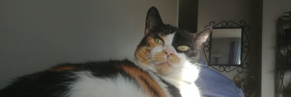 mblairYQR Profile Banner