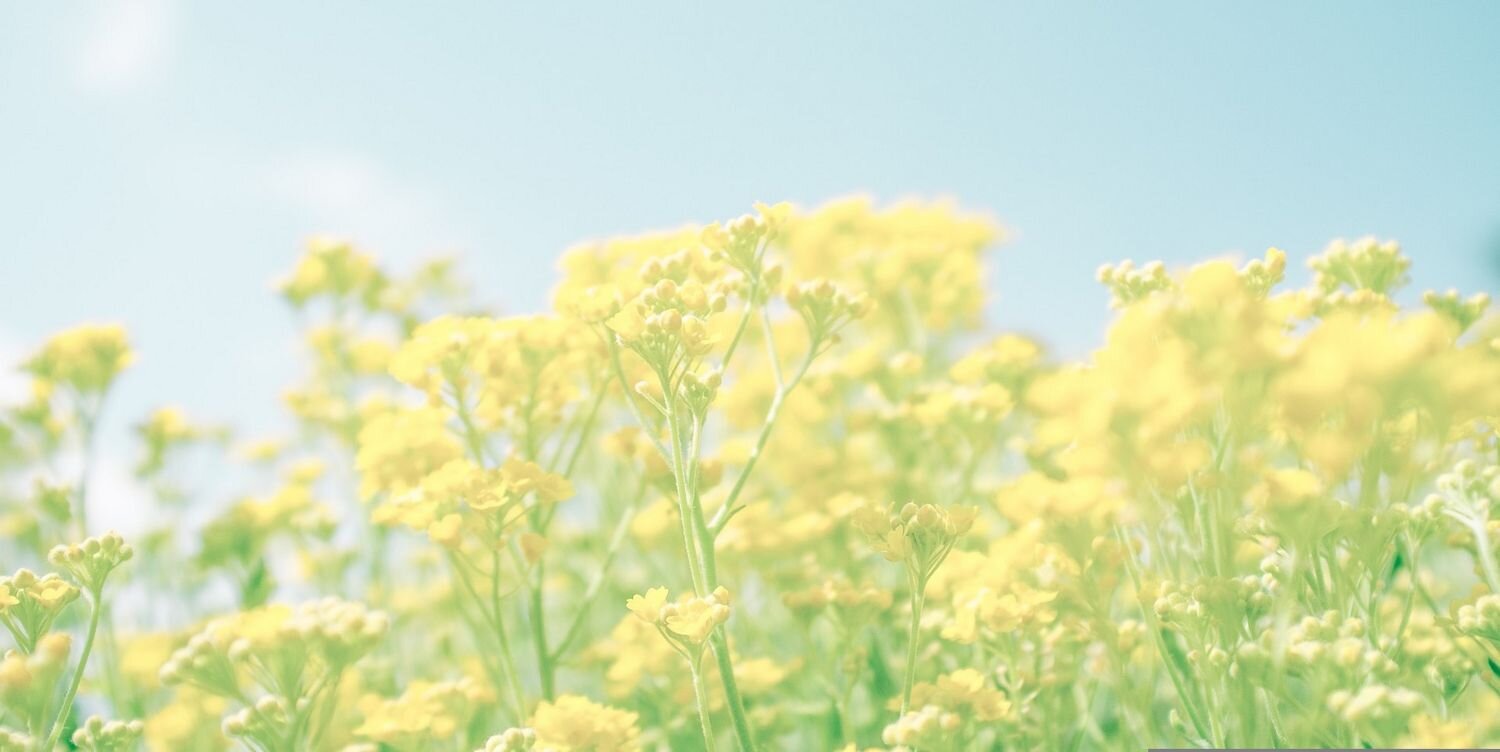 aslı meriç banner