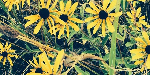 VA_Is4_Lovers's profile banner image