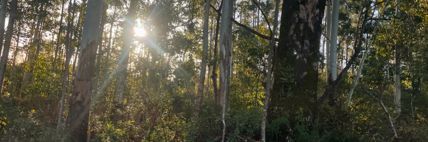 cotiborchx's profile banner image