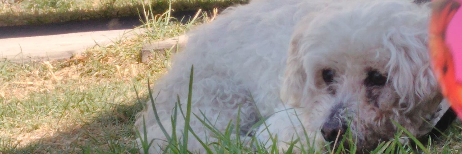 _Alebb_'s profile banner image