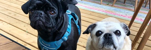 missrogue Profile Banner