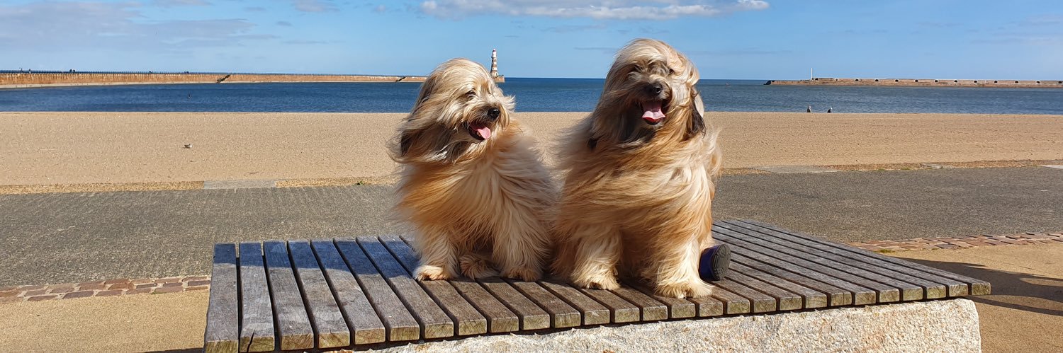 Archie the Pyrenean Sheepdog🌈 banner