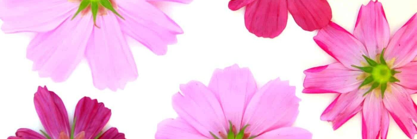 _chynom's profile banner image