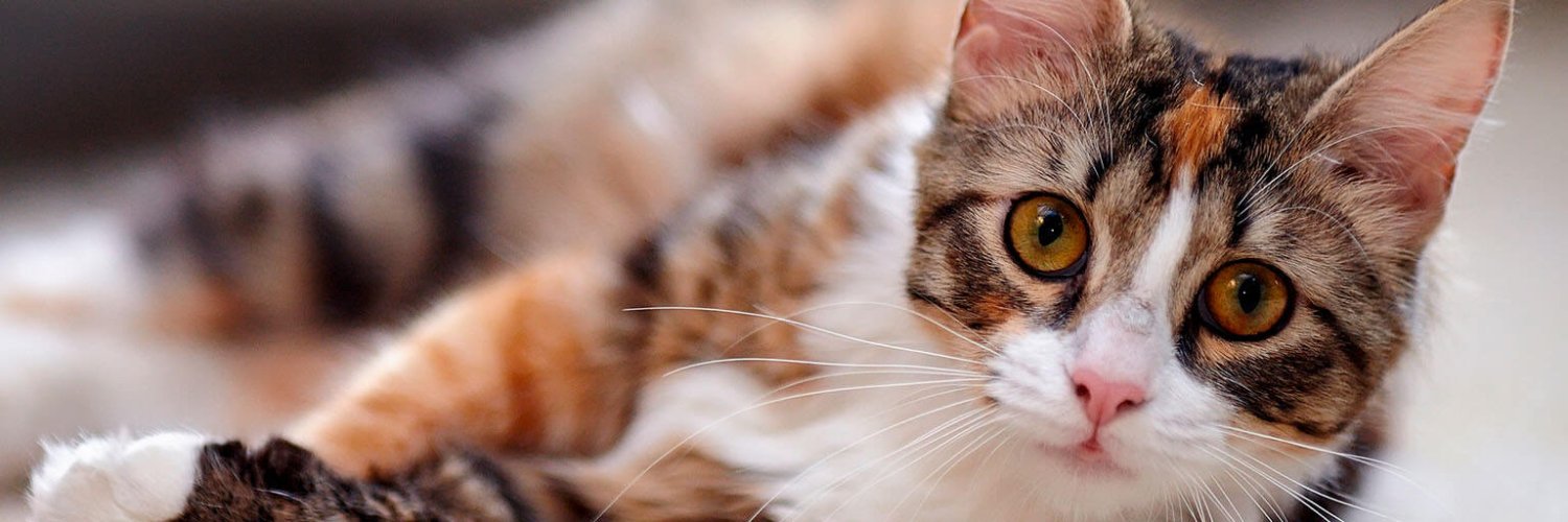 CodyRuchus 🐱 banner
