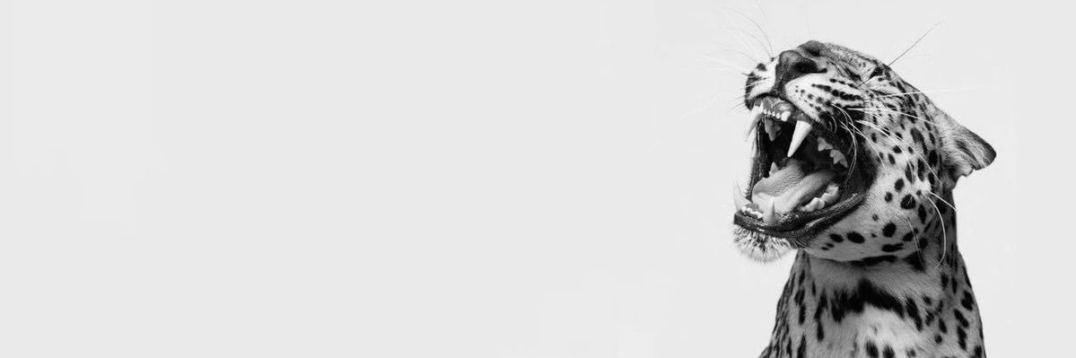 ventrolaaa's profile banner image