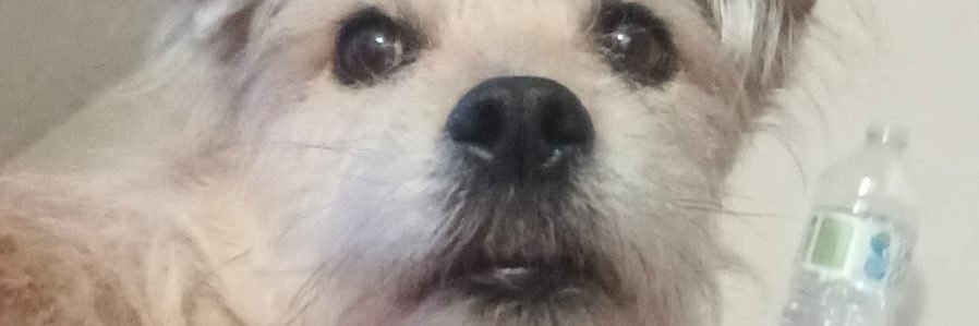Sugar banner