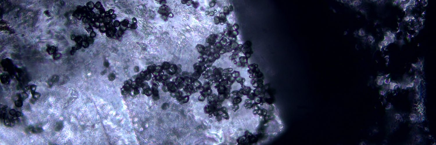 Bradley Witover banner