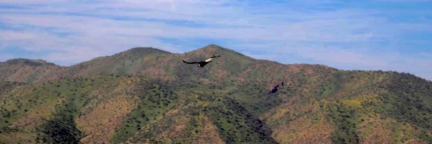 Catalina Lillo Vergara banner