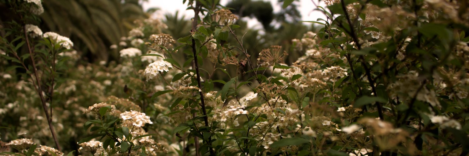 elivampir's profile banner image