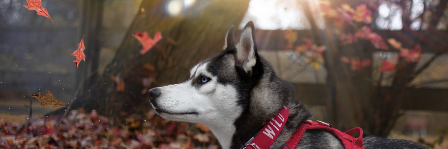 Husky Snow Pack banner