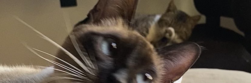 Fatigentiletti's profile banner image