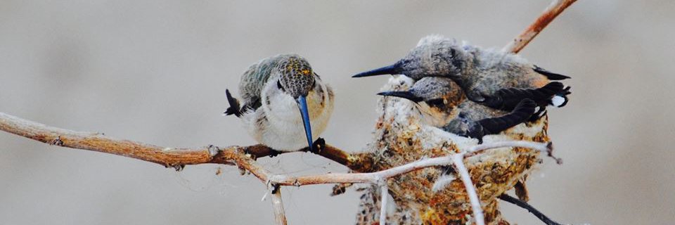 Pris_Aguilera's profile banner image