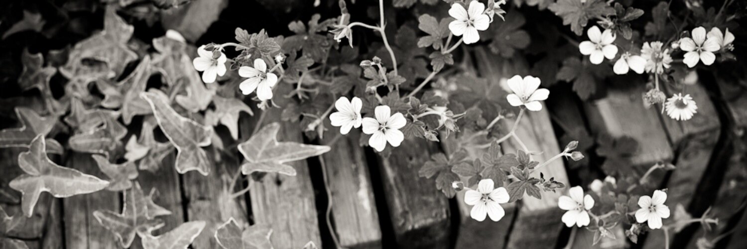 RachelPSDesign's profile banner image