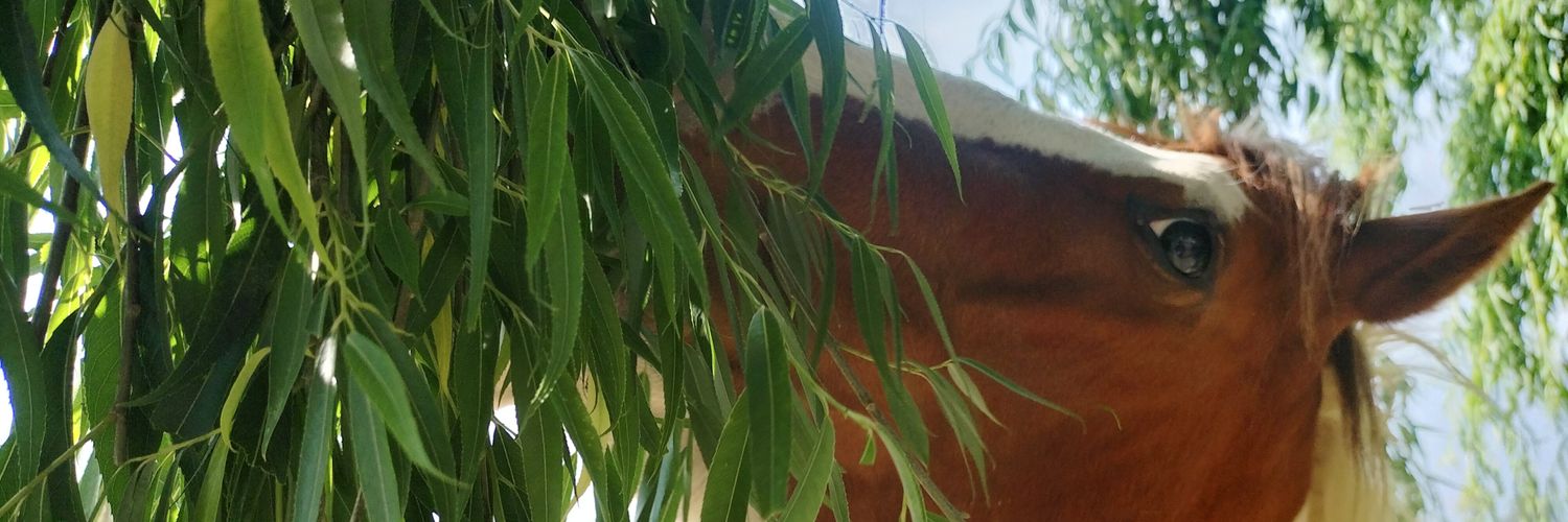 Liithael's profile banner image