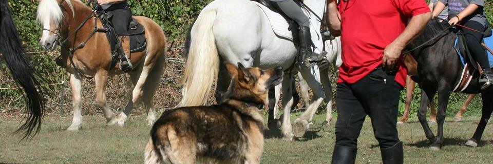 mountedpolice's profile banner image