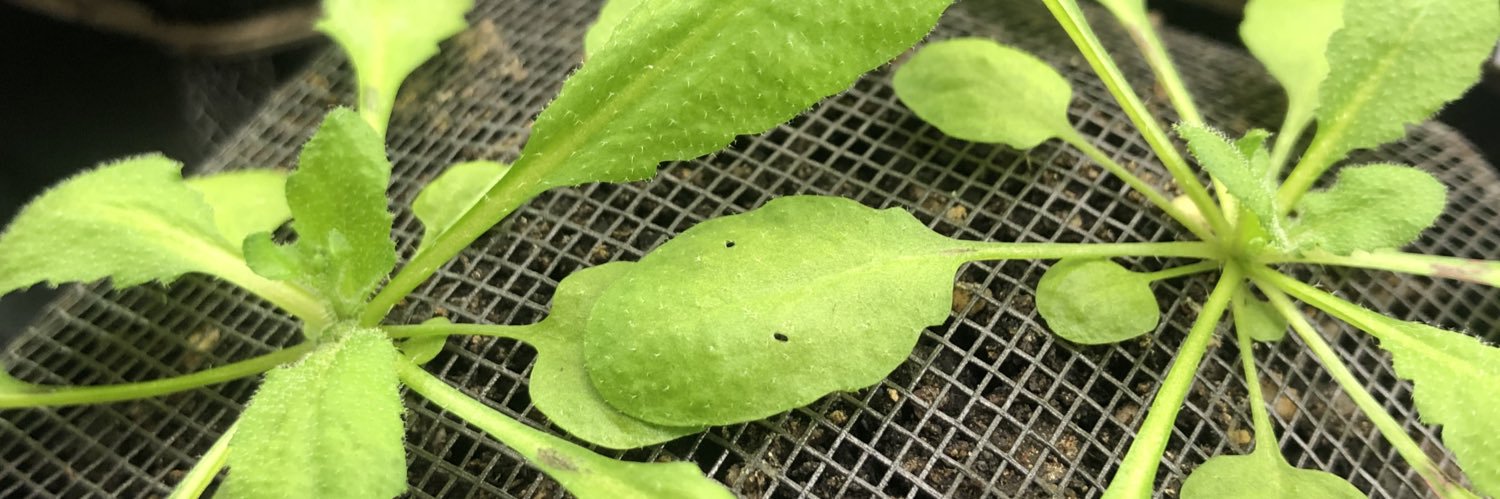 Hsiao-Chun Johnny Chen banner