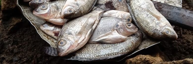 HOOLIGANS KAWESUPER banner