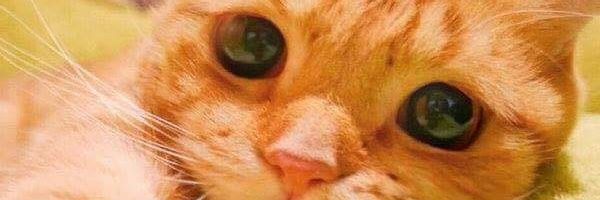 lieydya's profile banner image