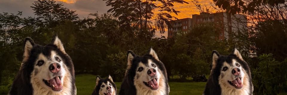 Darisabel14's profile banner image