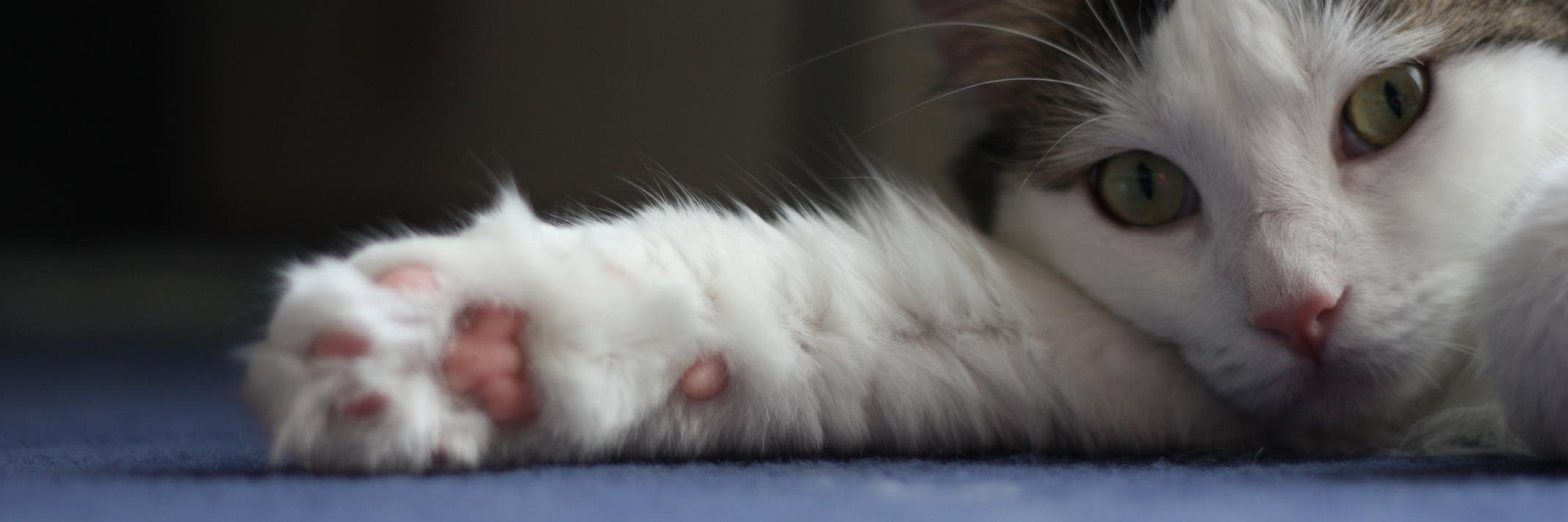 jerryneko's profile banner image