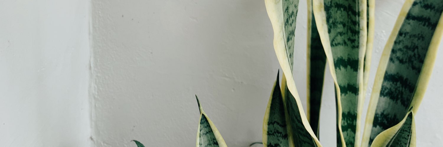 valraggio's profile banner image