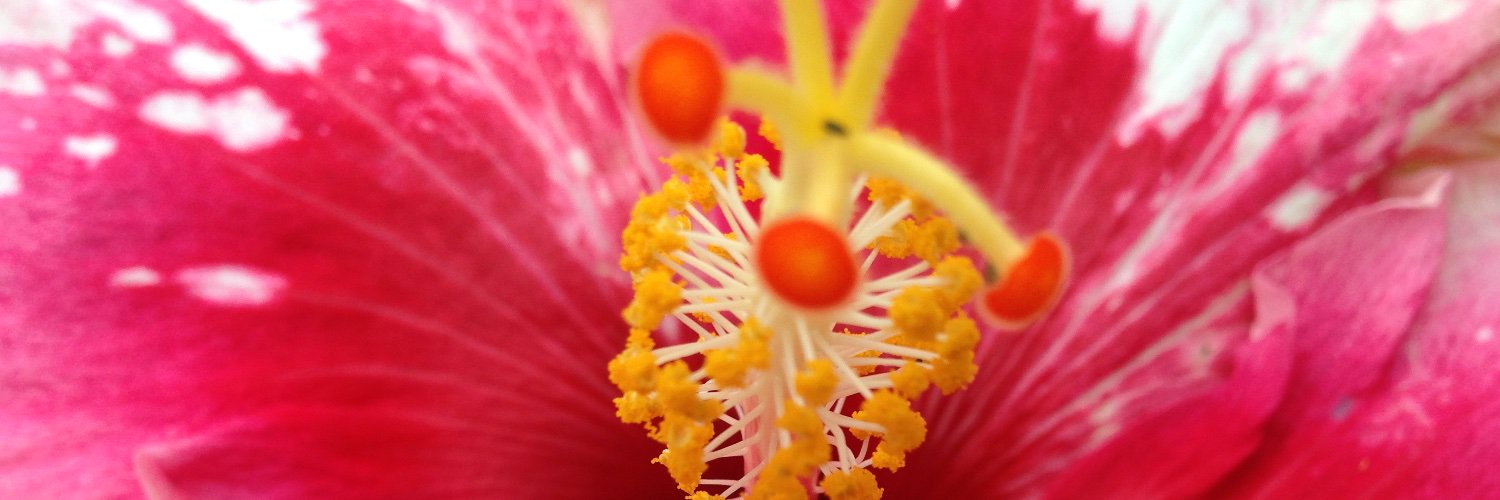 hawaiitechcal's profile banner image