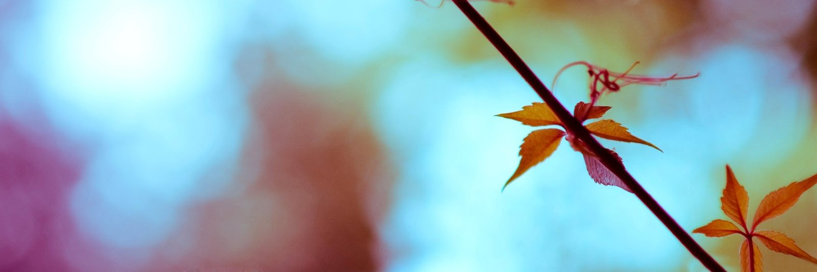 janasatis's profile banner image