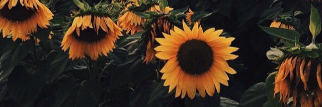 im_fifi's profile banner image