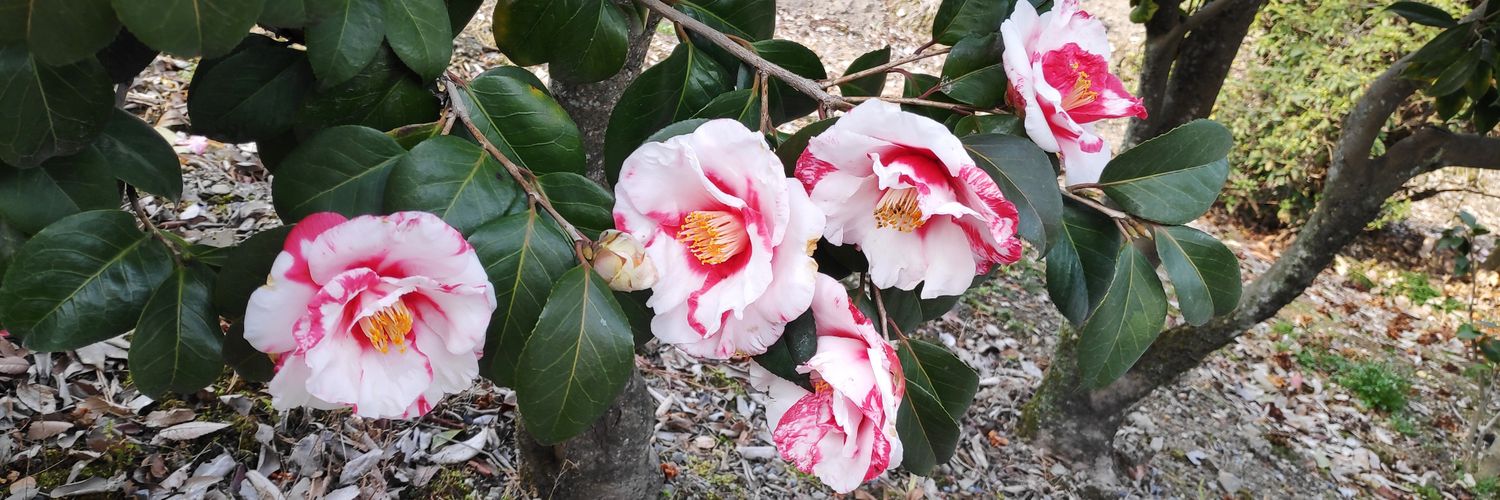 header image