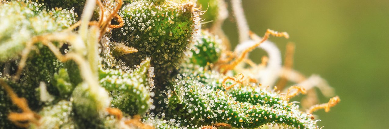 Ginger_CBD's profile banner image