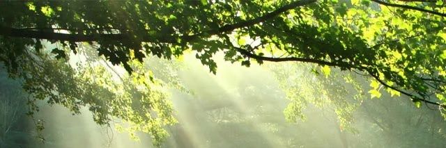 木漏れ日 banner