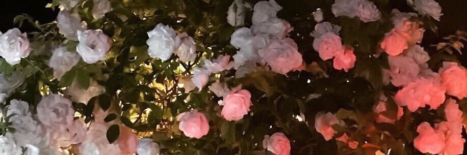 salmaalkashman's profile banner image