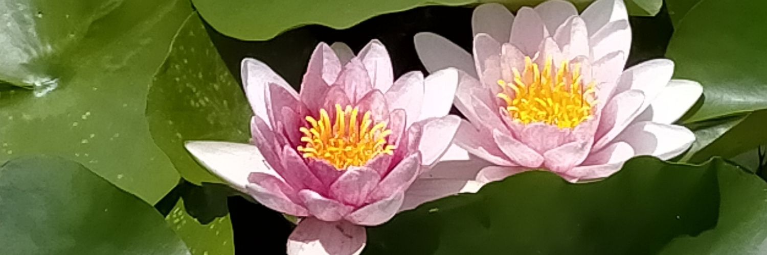 sakura__cha's profile banner image
