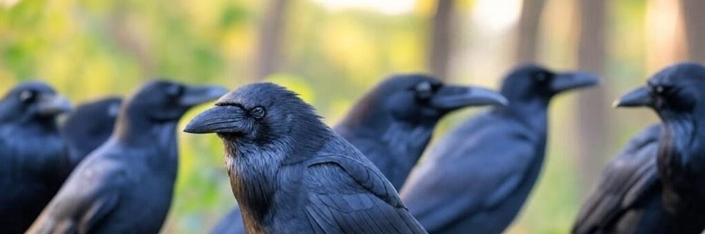 TheWistfulCrow banner