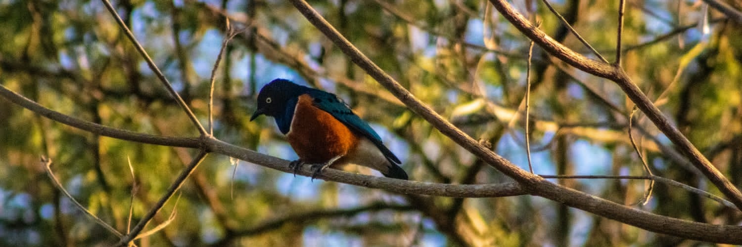 BongoitsBongo's profile banner image