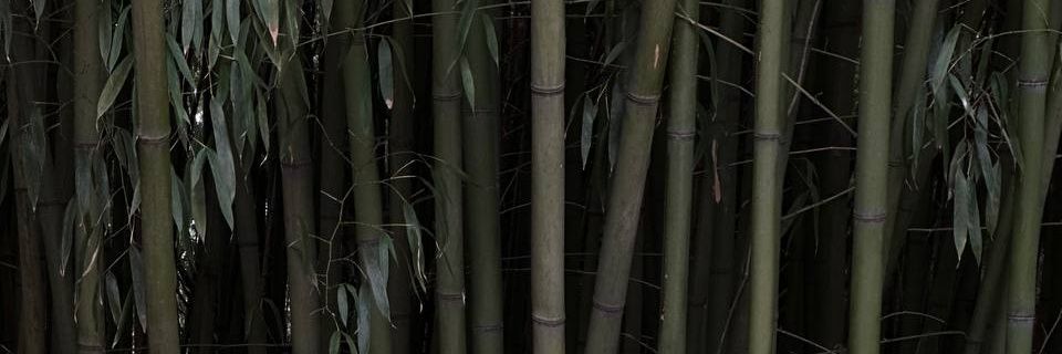 ٰ𝐡𝐨𝐧𝐢 ☕︎'s banner