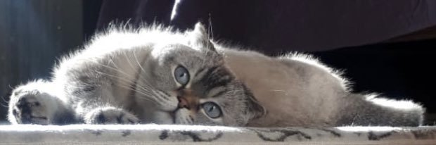 mehtapyildiz's profile banner image