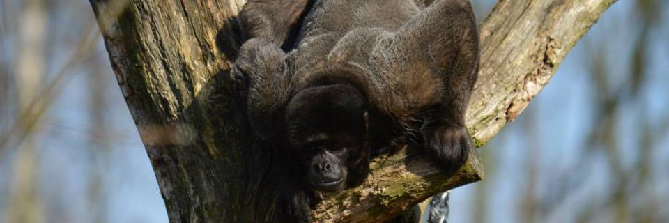 ZOO_Logisch's profile banner image