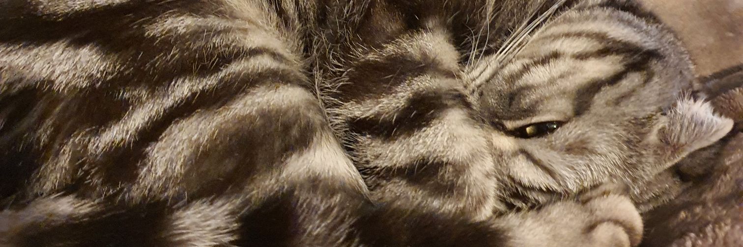 NFTrin 🇺🇦✊️ banner