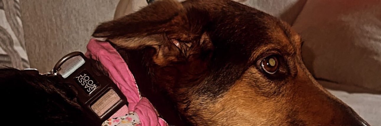 realgiodog's profile banner image