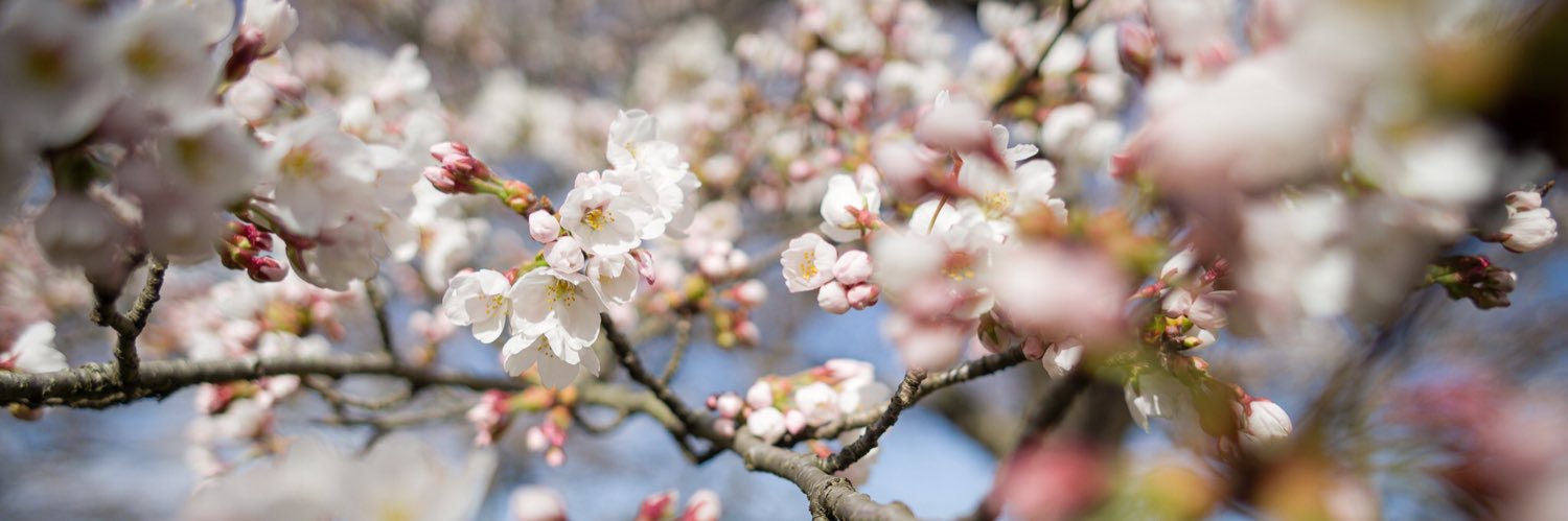 amarume_T's profile banner image