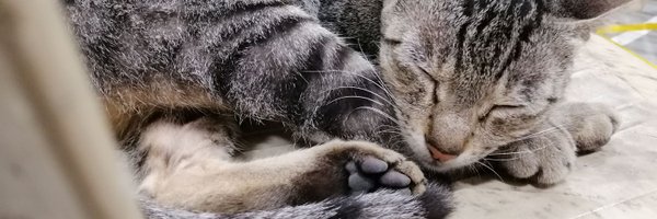 nensberms Profile Banner
