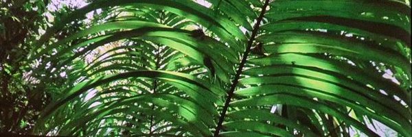 donXsimba Profile Banner