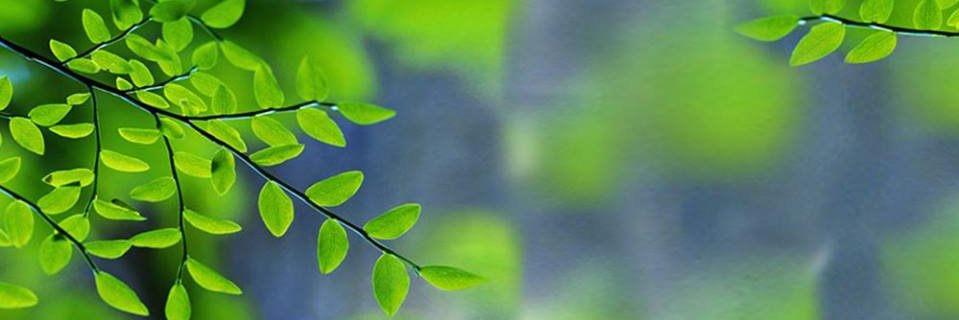 shreegreenearth's profile banner image