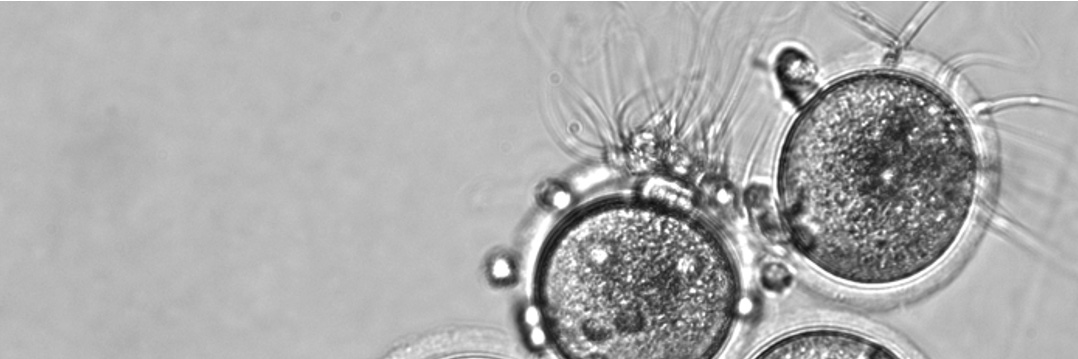 Caltech/USC_DevBio banner